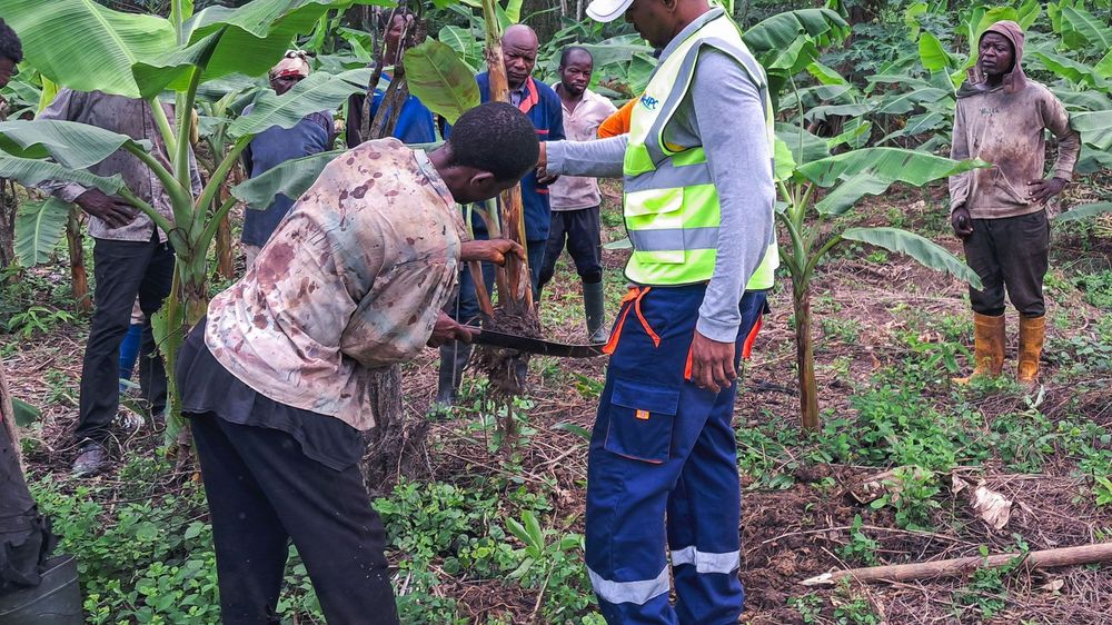 Khpc KHPC strengthens the capacities of plantain producers